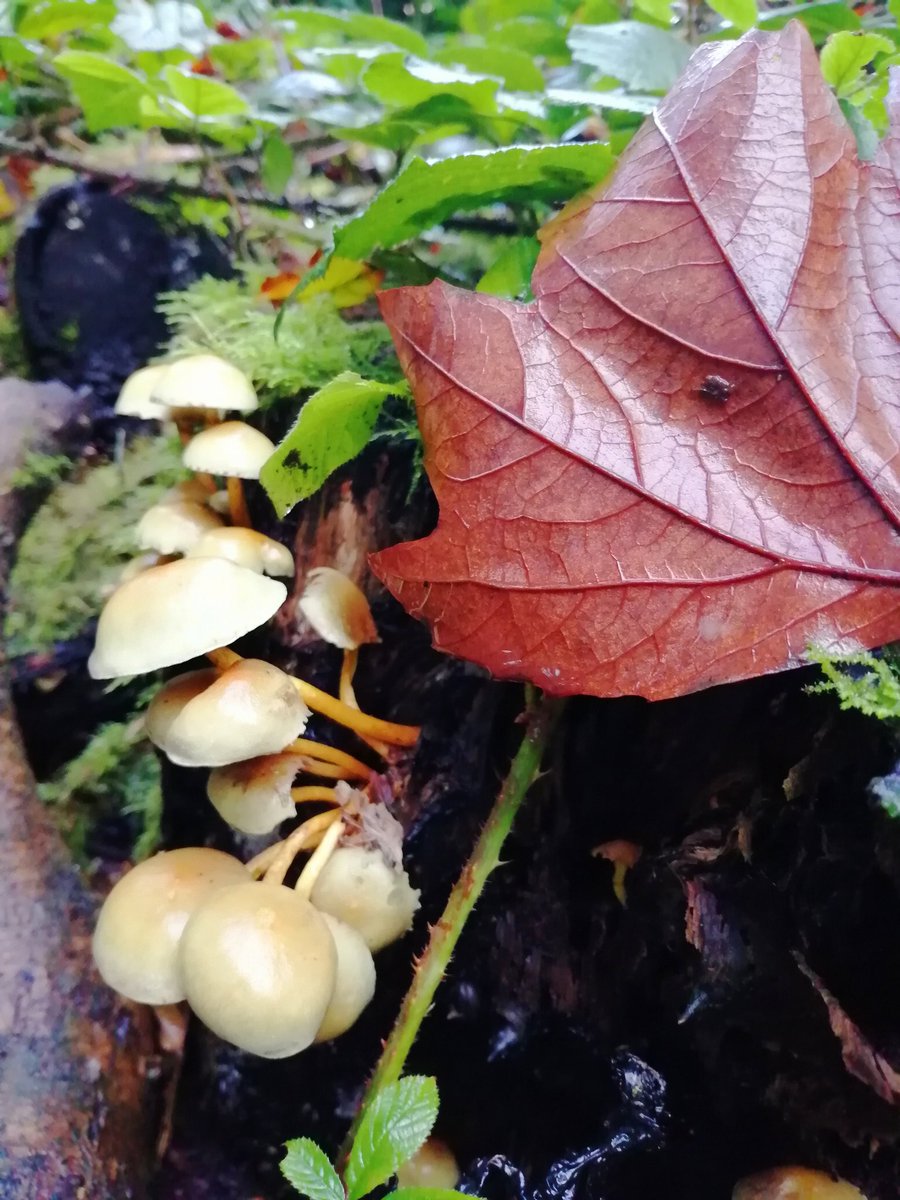 Cott5J's tweet photo. Love spending time in my local woodland 🍄🌳🎃#NoticeTheLittleThings #FungiFriday #WaxCapsOfWales #Pembrokeshire https://t.co/KsQIt5aChj