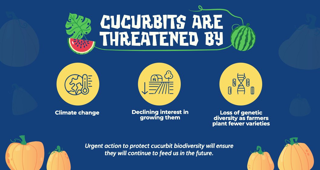 Cucurbits are threatened by climate change, declining farmland and loss of genetic diversity. Urgent action to protect cucurbit biodiversity will ensure they will continue to feed us in the future. 