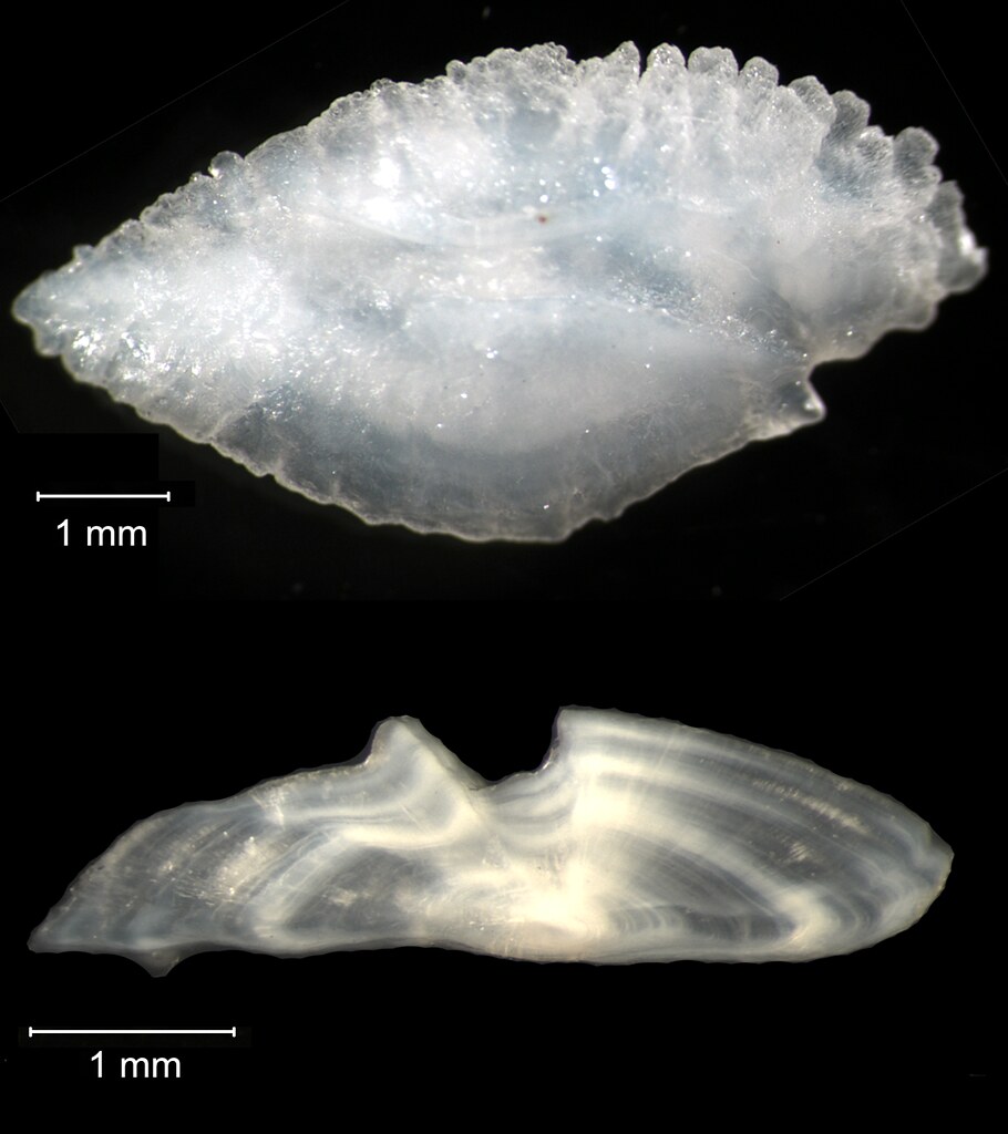 clivetrue's tweet photo. PhD project in my group  - Thermal sensitivity of field metabolic rates of marine fishes across global latitudinal gradients. Come and use cutting edge tools to study fishes from polar to tropical seas! With @UoS_OES and @BAS_News details: https://t.co/aCADOeaXZ4 https://t.co/zkhrYy8kbg