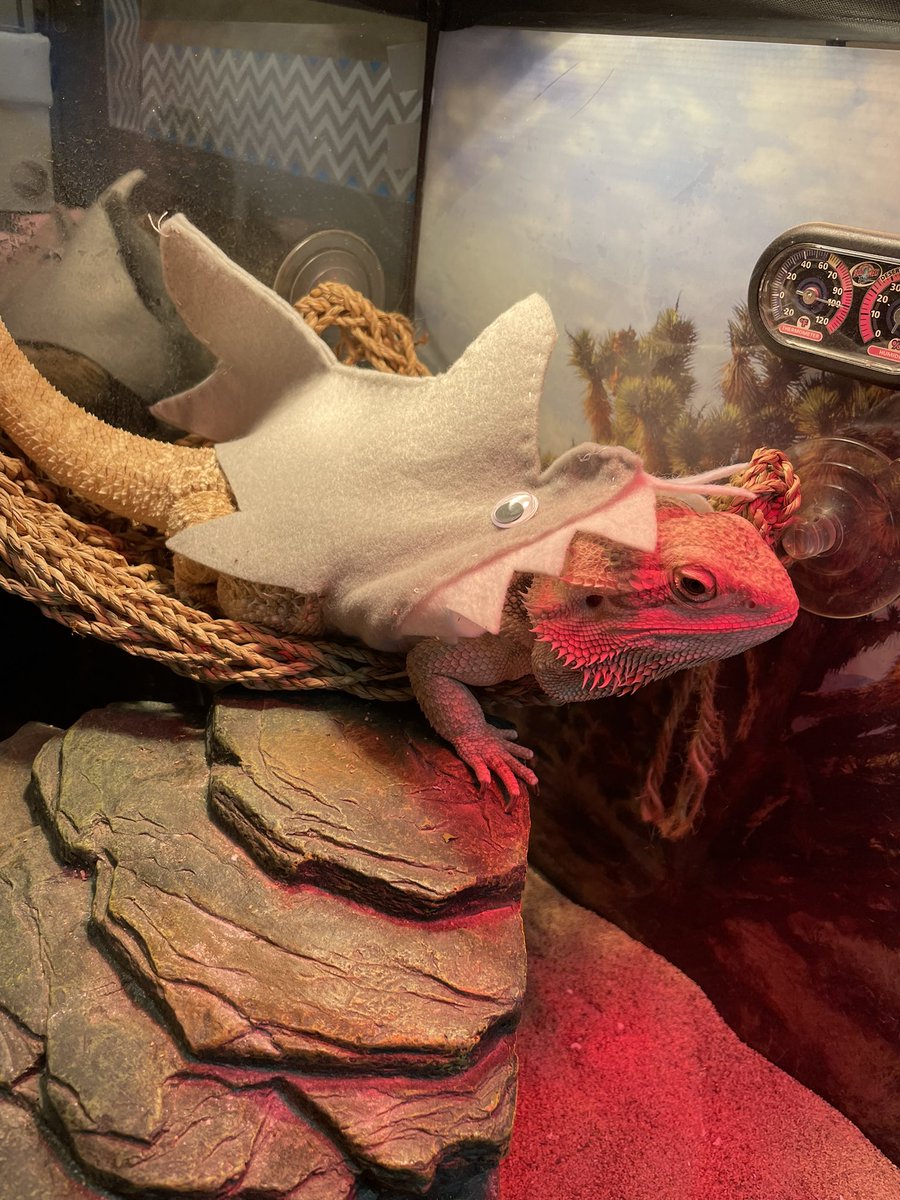 Kristen Lawrence tweet media