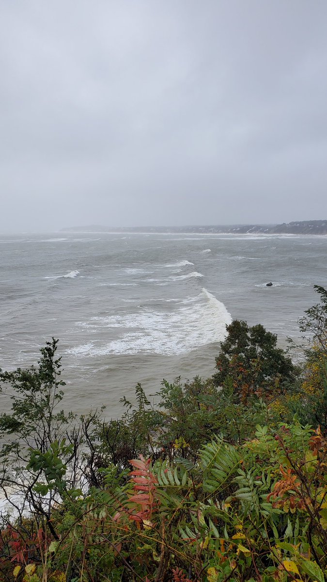 Manomet Banding tweet media