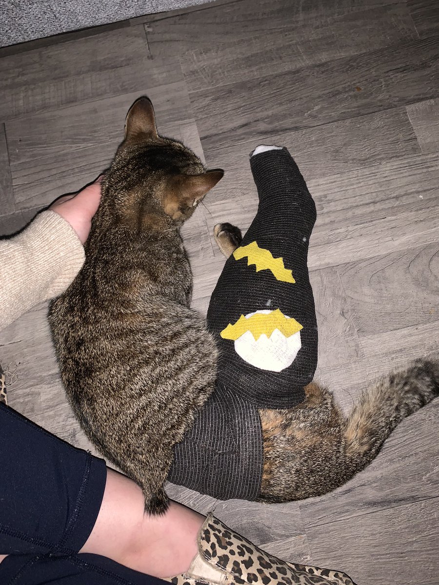 sarahbeth_king's tweet photo. @pulte $Sbcook99
Trying to recover after an unexpected vet visit 😅 https://t.co/mk7dinMASL