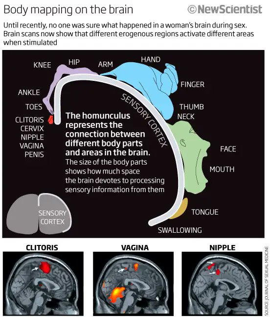 kjdelay1's tweet photo. Dr. Irwin Goldstein aways teaches me something: 

Fun fact for today: Nipple stimulation(and ear) maps to the same area of the brain as does genital stimulation.. https://t.co/pUU4iVIpoK