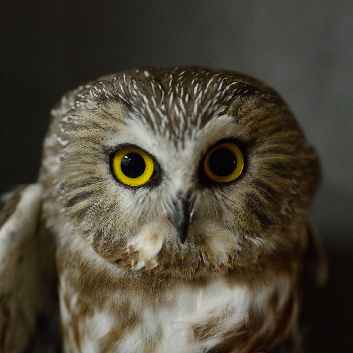 Manomet Banding tweet media