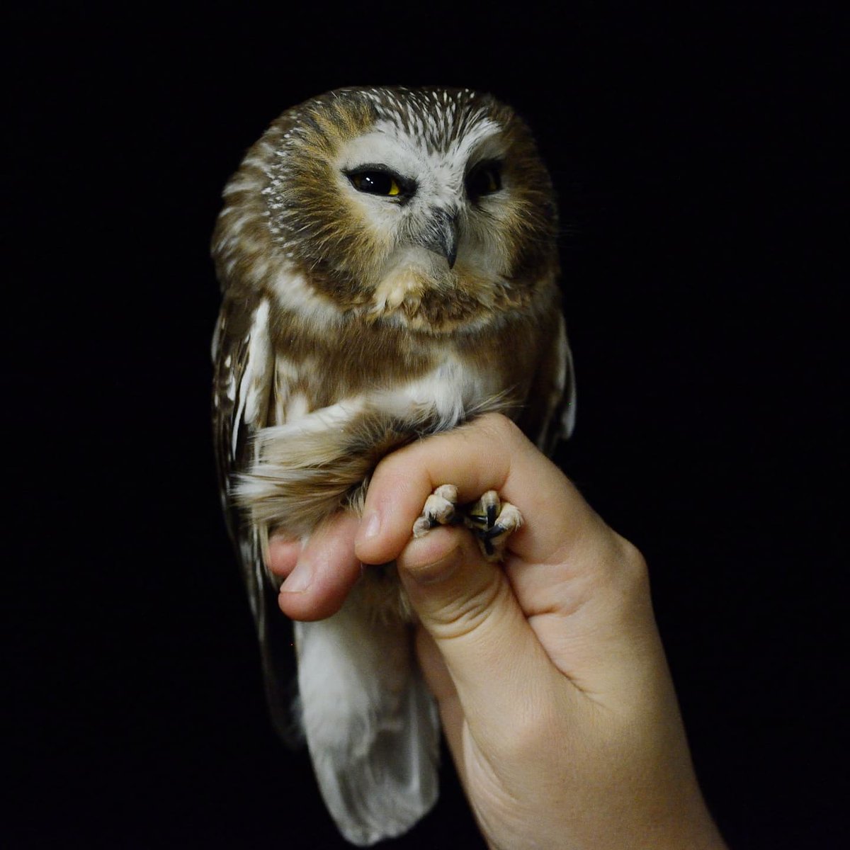 Manomet Banding tweet media