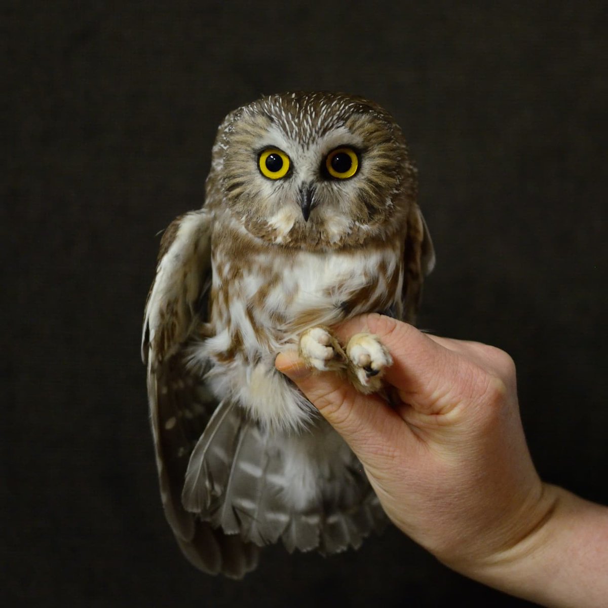 Manomet Banding tweet media