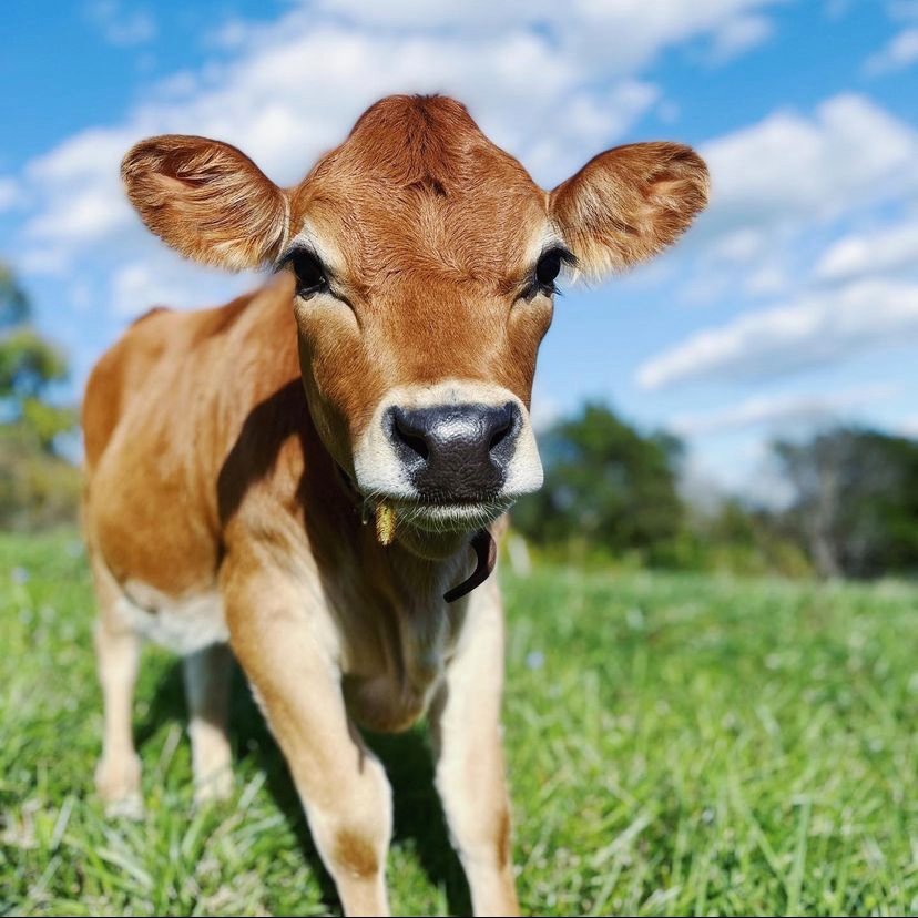 Cow of the Day🐮 tweet media