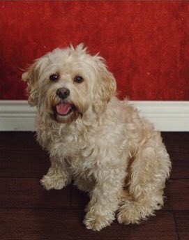 Today is the anniversary of our Ernie traveling on. He is with us always! We miss him a lot. #wonderdog #therapydog #family #genius #comforter