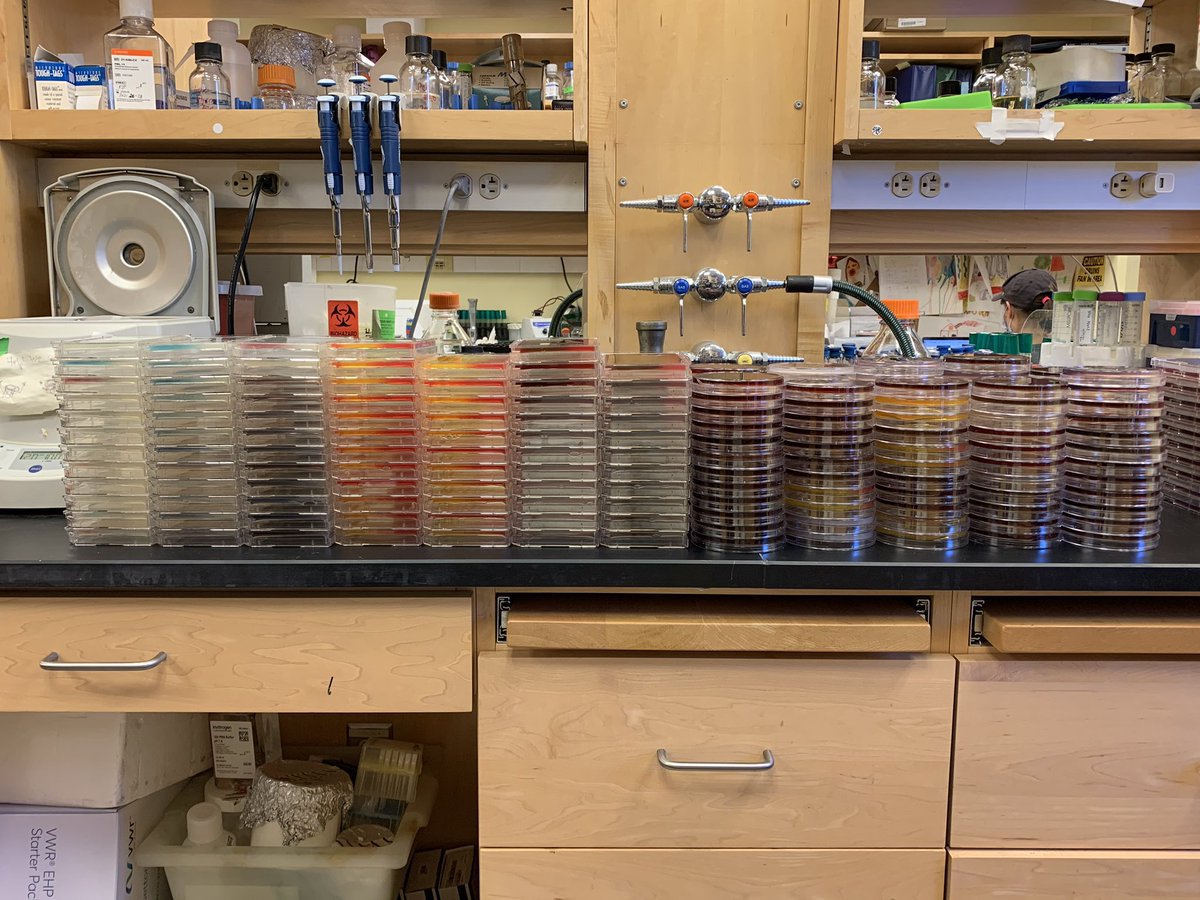 FabriceJPierre's tweet photo. Another week’s worth of microbial co-cultures! Now time to give my wrist a little break... #selectivemedia #microbiology #cocultures #cfucounts #biofilms https://t.co/lpqnbeJ35l