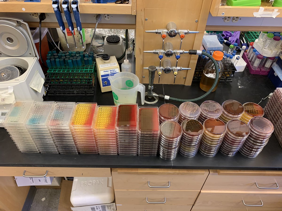 FabriceJPierre's tweet photo. Another week’s worth of microbial co-cultures! Now time to give my wrist a little break... #selectivemedia #microbiology #cocultures #cfucounts #biofilms https://t.co/lpqnbeJ35l
