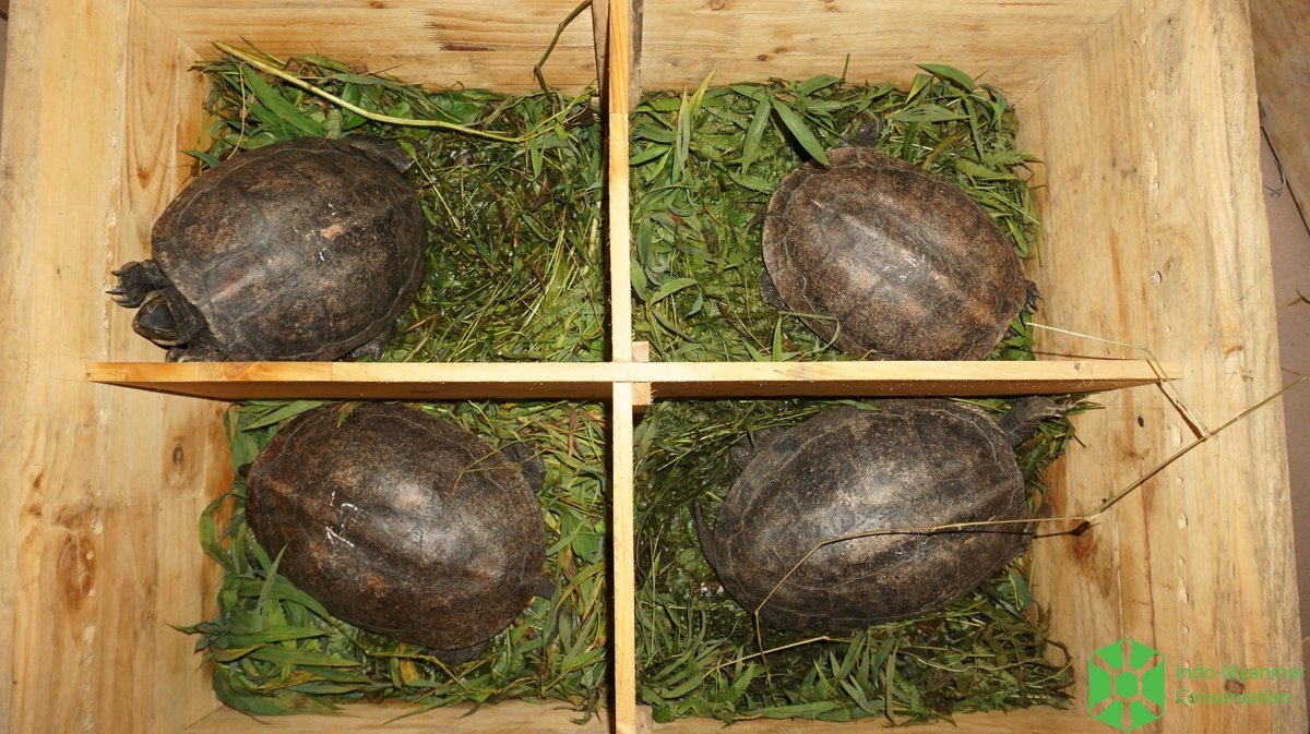 Asian Turtle Program tweet media