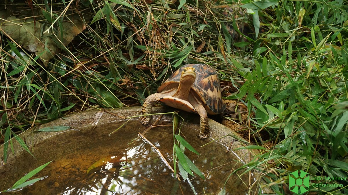 Asian Turtle Program tweet media