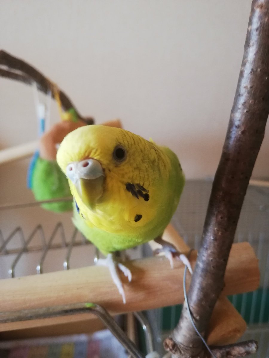 #セキセイインコのなち
今日のなっちゃん🐦