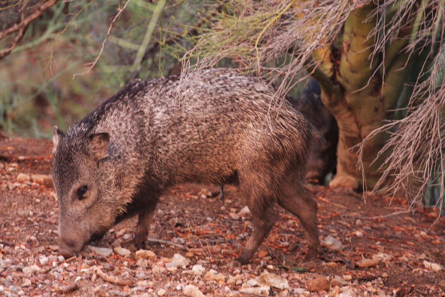 Arizona man bitten by aggressive javelina near Oro Valley 