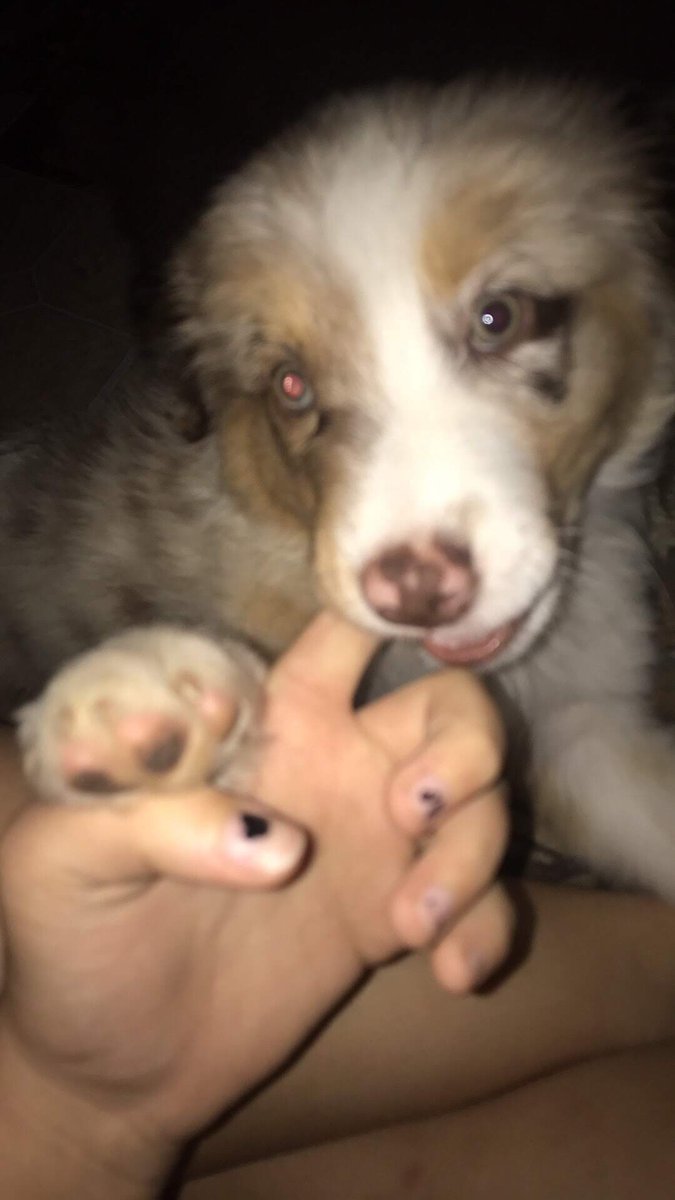 emoowoof's tweet photo. @BlargMyShnoople https://t.co/ZsjMozXB3u