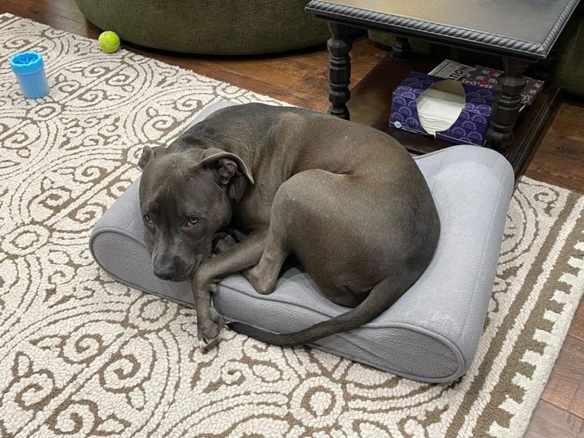 dog_rates tweet picture