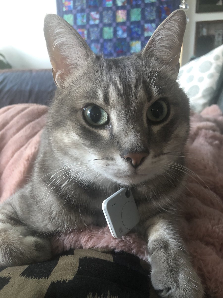 TolmanLab's tweet photo. Happy #NationalCatDay from Hank! https://t.co/uVArlQ72lB