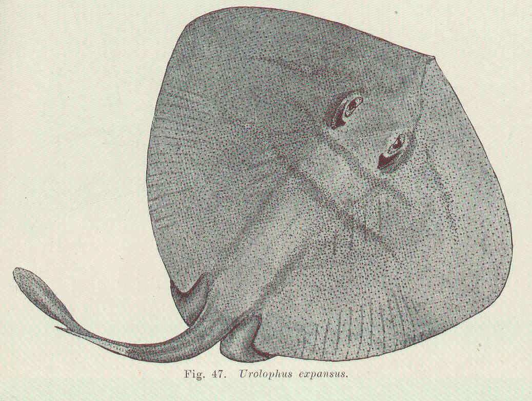 mcmsharksxx's tweet photo. Happy #FlatSharkFriday! The wide stingaree (Urolophus expansus) in the Urolophidae family is endemic to #Australia. It's found off southwestern Australia (think from Port Lincoln all the way to Perth)! Learn more with @finsunited: https://t.co/Gk3AEKW1Yd #TFUI https://t.co/OwQBOMhS8k