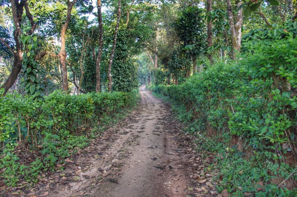 HomestayNesara's tweet photo. A spectacular views from our homestay

Nesara Homestay
Devaladakere, Japavathy
Hanbal(H), Sakaleshpura
P: +91-9972111644
https://t.co/NsO4nL4PGs

#sakleshpura
#Homestay
#Nesarahomestay
#Homestayinsakleshpura https://t.co/PnnFitqqp5