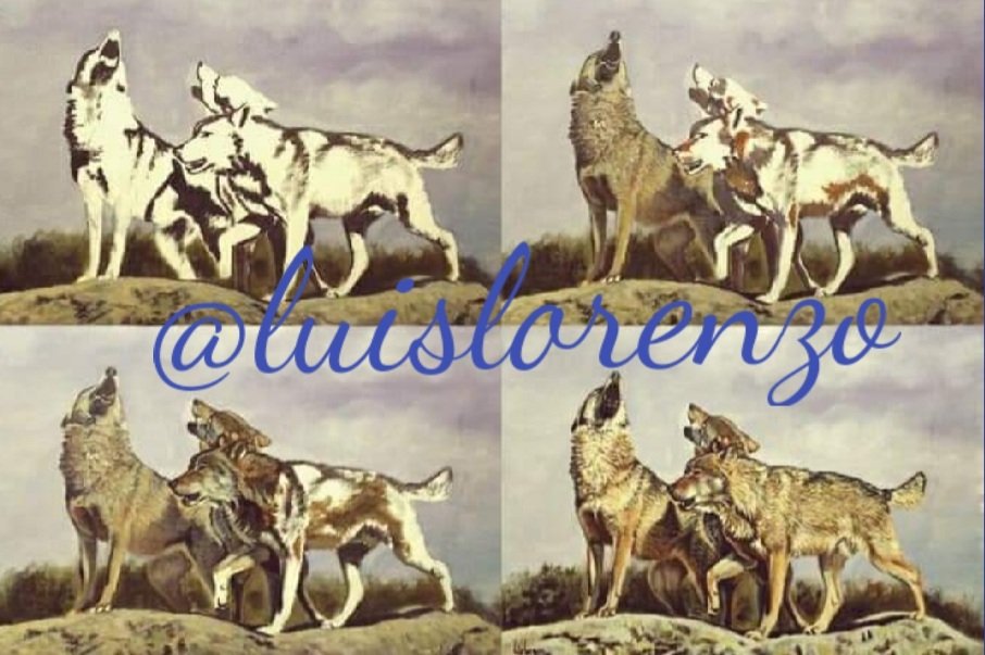 diezma_luis's tweet photo. Putos y Benditos..."Los Santos Inocentes"

Lobos Ibéricos (Canis lupus signatus)

Óleo sobre lienzo 45x40cm. https://t.co/gqn7mDRfnR