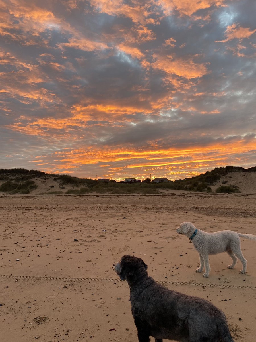 Today, just live in the moment ❤️#labradoodle #sheepadoodle #Doodles #doodlesoftwitter #sunsets #sunsetphotography