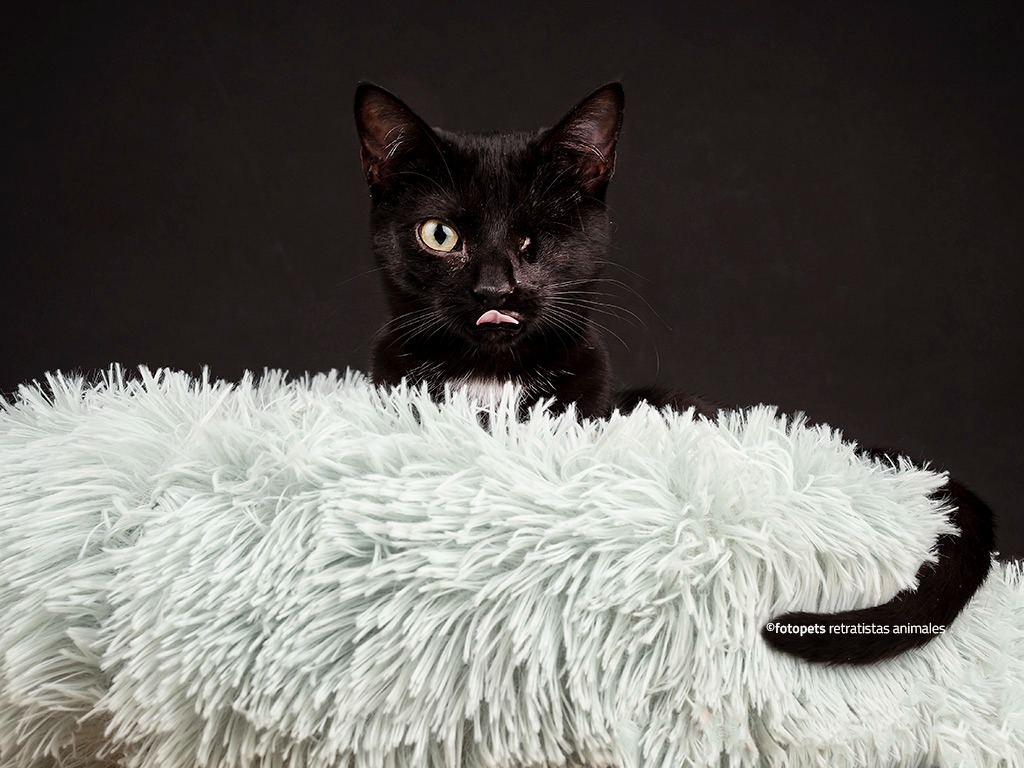 axlamadrid.org tweet media