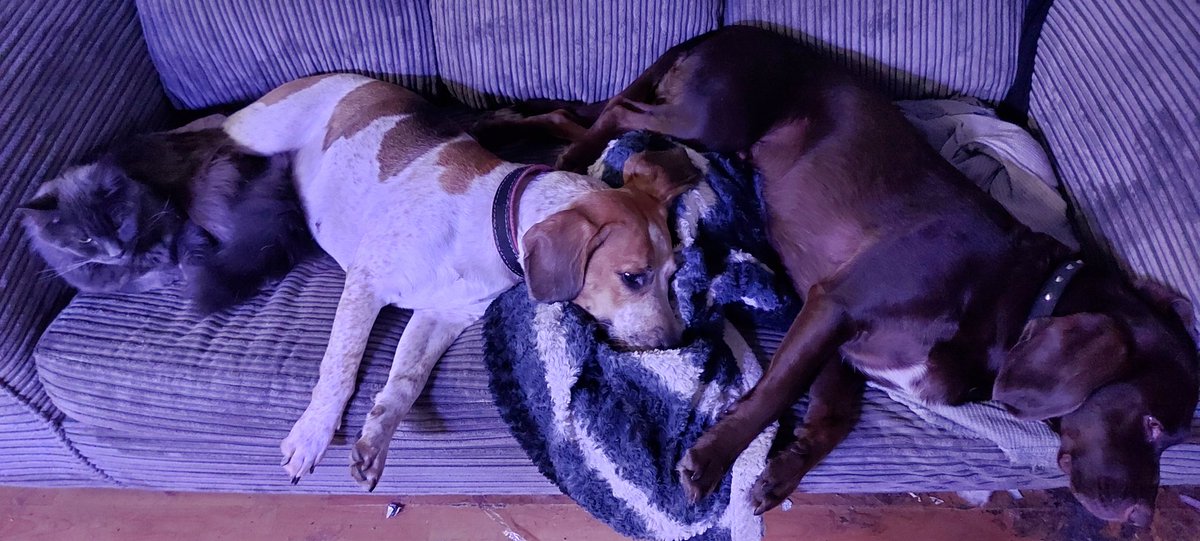 AndTorran's tweet image. Luna is having puppies