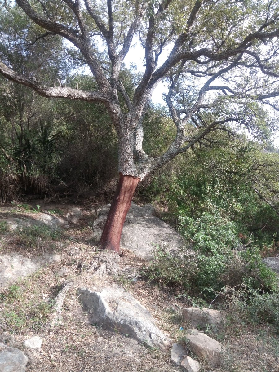 Cork oak. Well, where did you think the corks in your wine bottles came from?
#Andalucía #LosAlcornocales