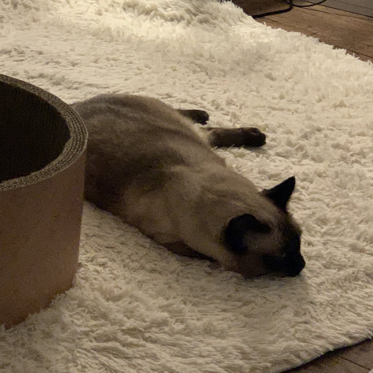 러그 위에 탄 인절미 발견