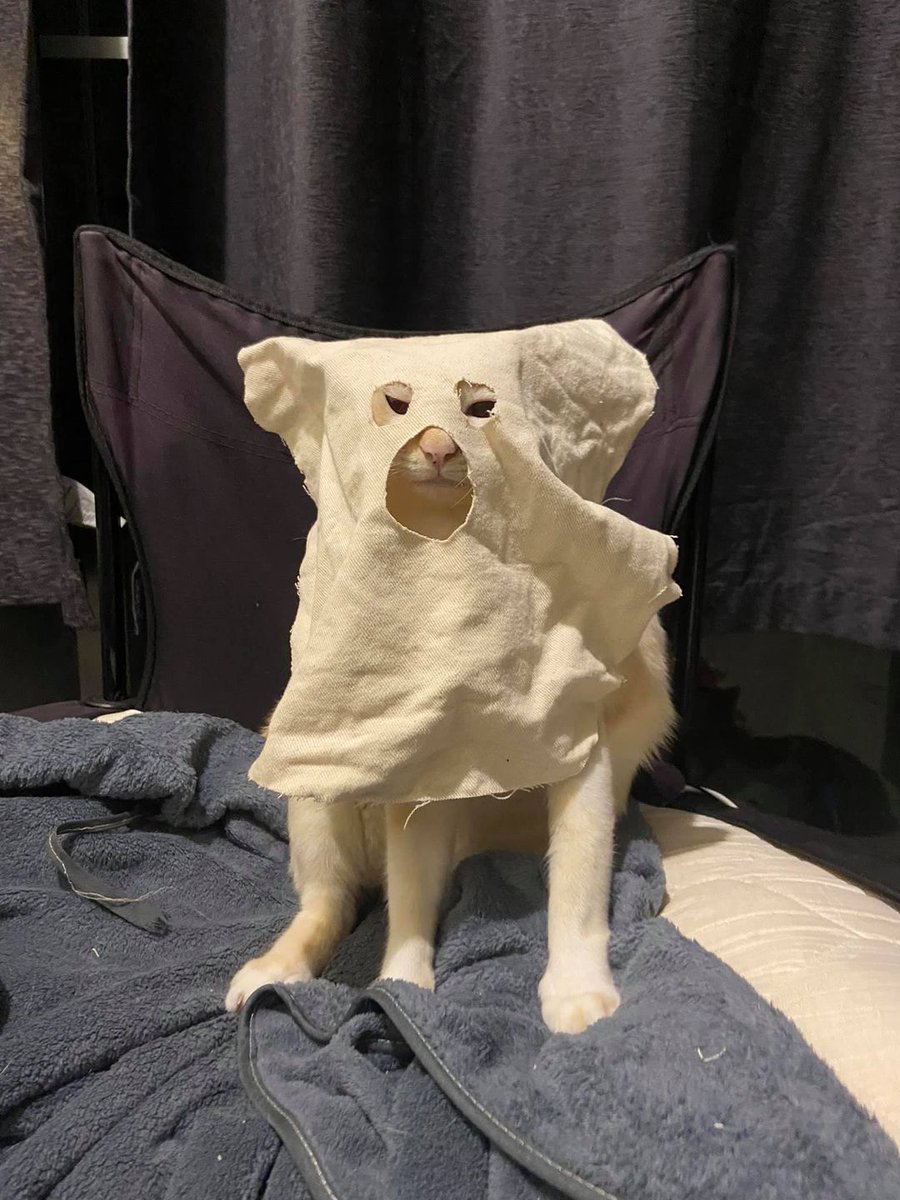 Beware the Drop Bear: Australia's Fluffiest #1 Death Machine - Commonplace  Fun Facts, image size:900x1200