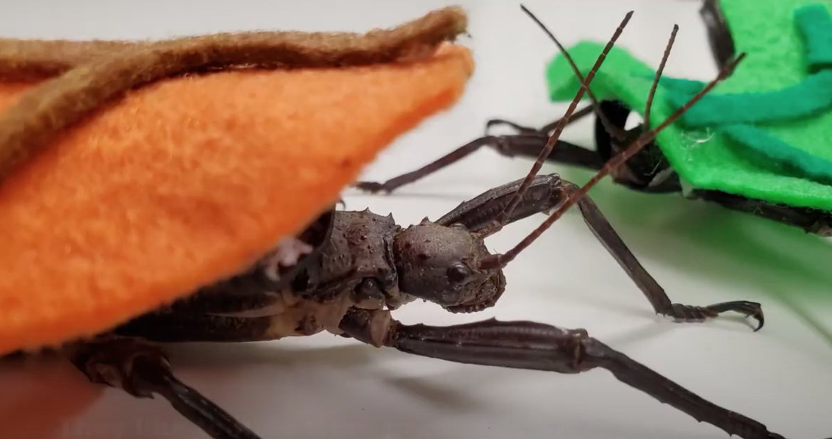Our stick insects are all dressed up for Halloween! Instead of sticks, they are disguised as leaves! 🍂🌿 youtube.com/watch?v=4LGXrn…