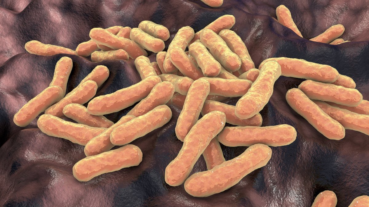 lexa_gene's tweet photo. Have you read our recent #C.acnes study? #MiQLab detects 100% of C. acnes samples 36X faster than a culture started from ideal laboratory conditions (~ 2 hrs versus 3 days)! https://t.co/YZaw5oWOSa #microorganisms #bioreactorcontaminants #biopharma #pcrtechnology #diagnostics https://t.co/RPeRDMPmc1