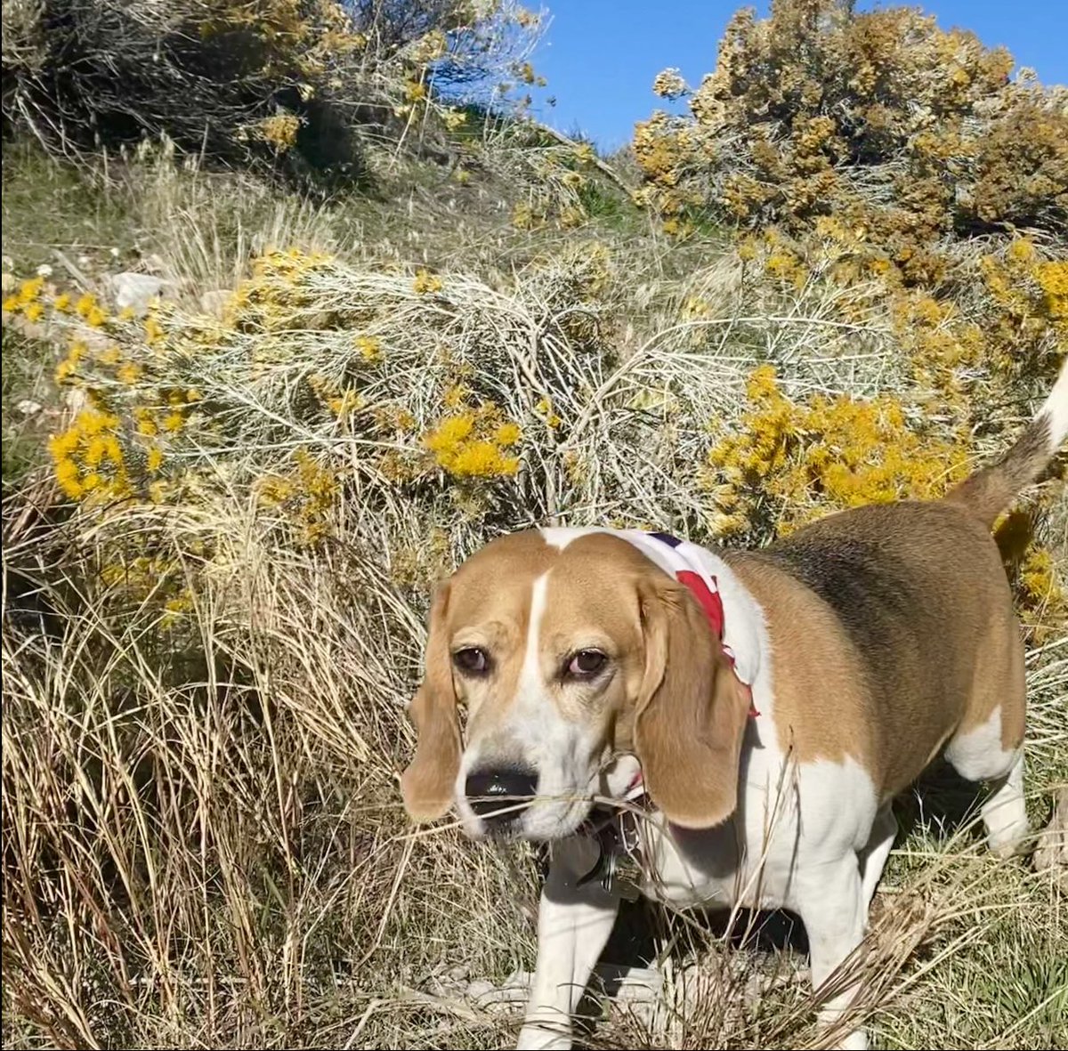 BodhiBeagle's tweet photo. #roadtrip #pottybreak #investigatingnature #lotsofnewsmells #bodhithebeagle https://t.co/XR9O9WpExp