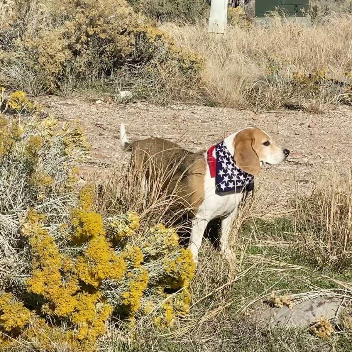 BodhiBeagle's tweet photo. #roadtrip #pottybreak #investigatingnature #lotsofnewsmells #bodhithebeagle https://t.co/XR9O9WpExp