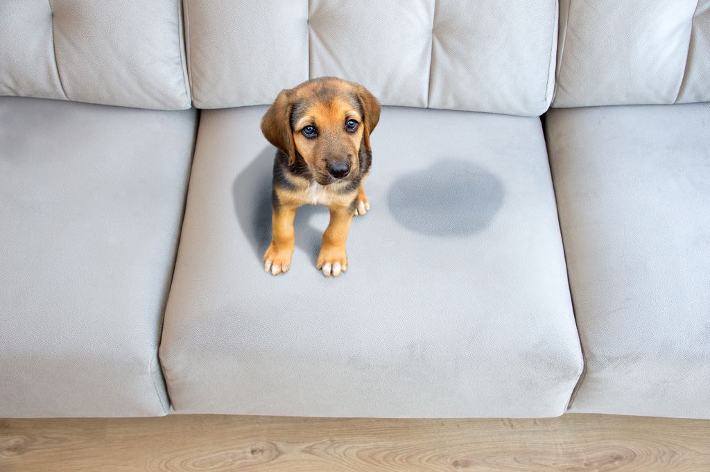 Urine Off Pet Products tweet media
