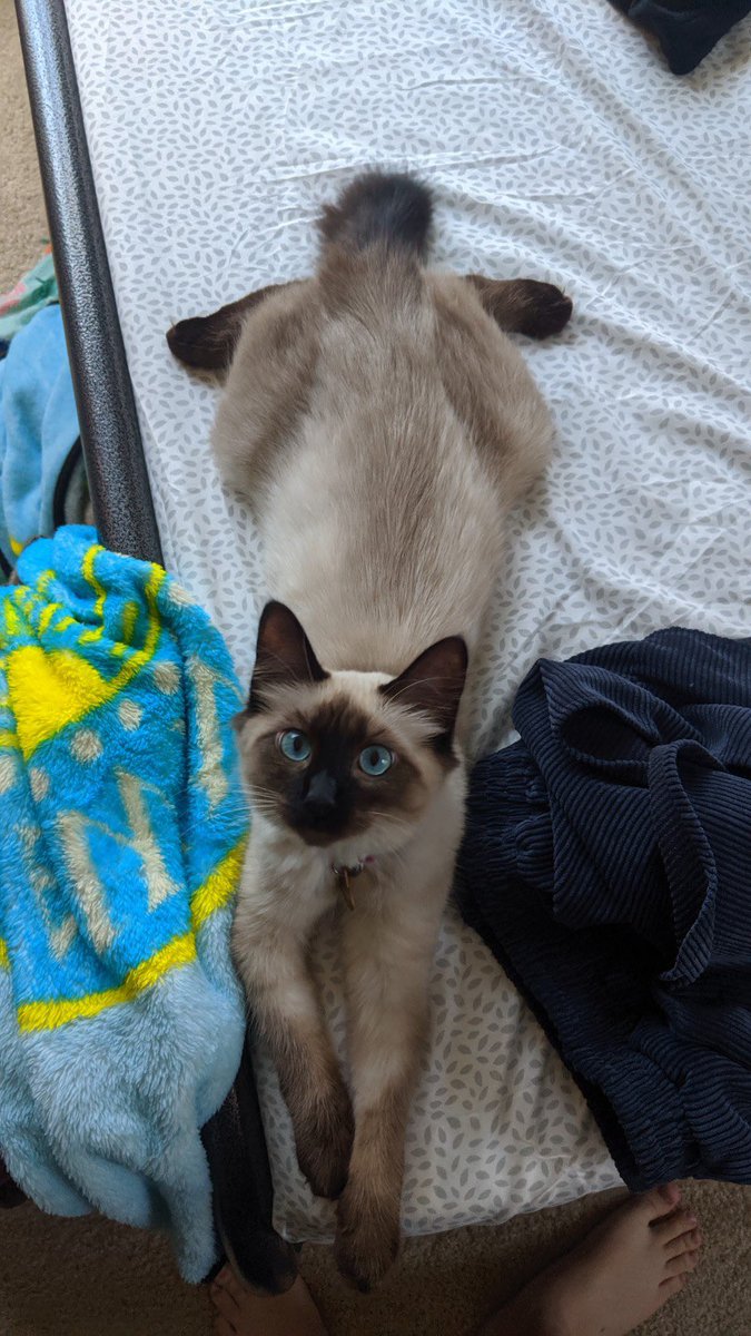 m0rgan132's tweet photo. it’s national cat day!!!!!! i love my girls!!!!!! ❤️💛💙 https://t.co/OsEkXe0337