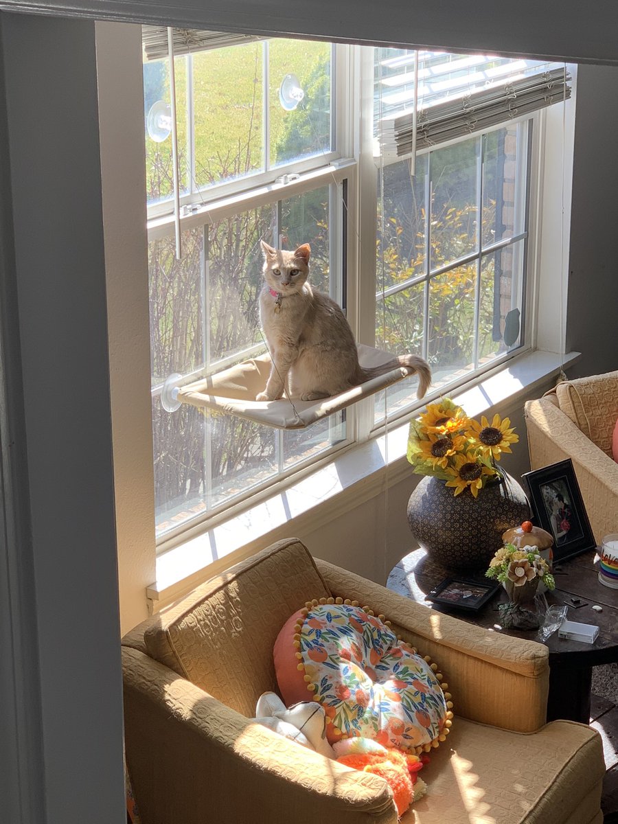 m0rgan132's tweet photo. it’s national cat day!!!!!! i love my girls!!!!!! ❤️💛💙 https://t.co/OsEkXe0337