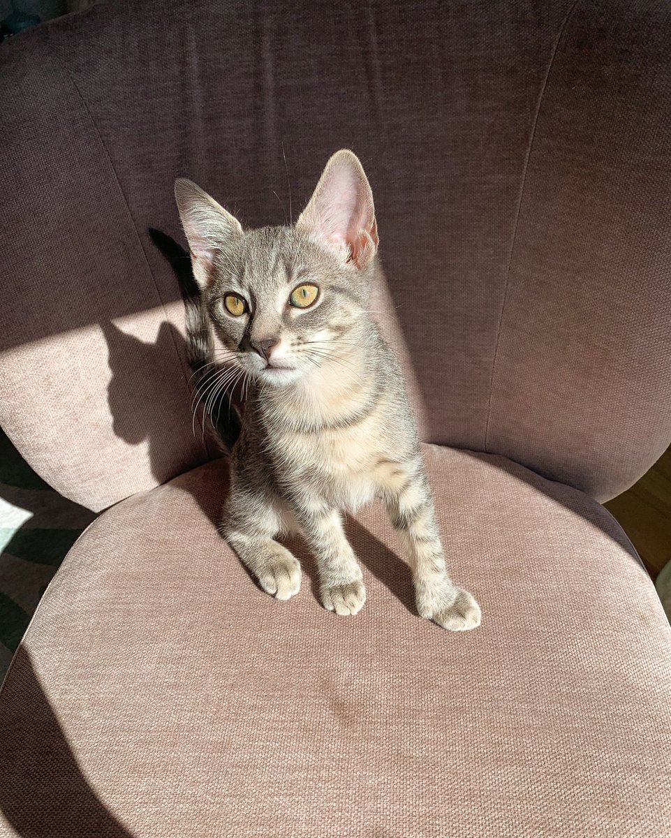 Happy #NationalCatDay! As distracting as they are when they climb all over our computer while we're trying to work, we can't resist them. Furnished Quarters is pet-friendly! Bring your cat whenever you stay with FQ. We know they'll love it.