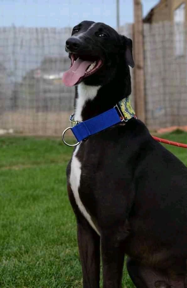 NWDogRescue's tweet photo. I am Sid and I have been in Chester with my foster family for a long time, but they cannot keep me furever so please RT my details to help me find a new home
https://t.co/fQ3oXZXEO5 https://t.co/OXqG48zGb5