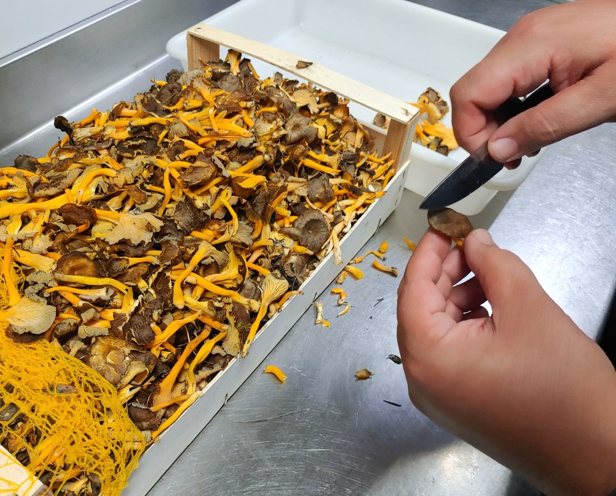 Gulas de monte... ¿Como las prepararemos? 🤷🤷