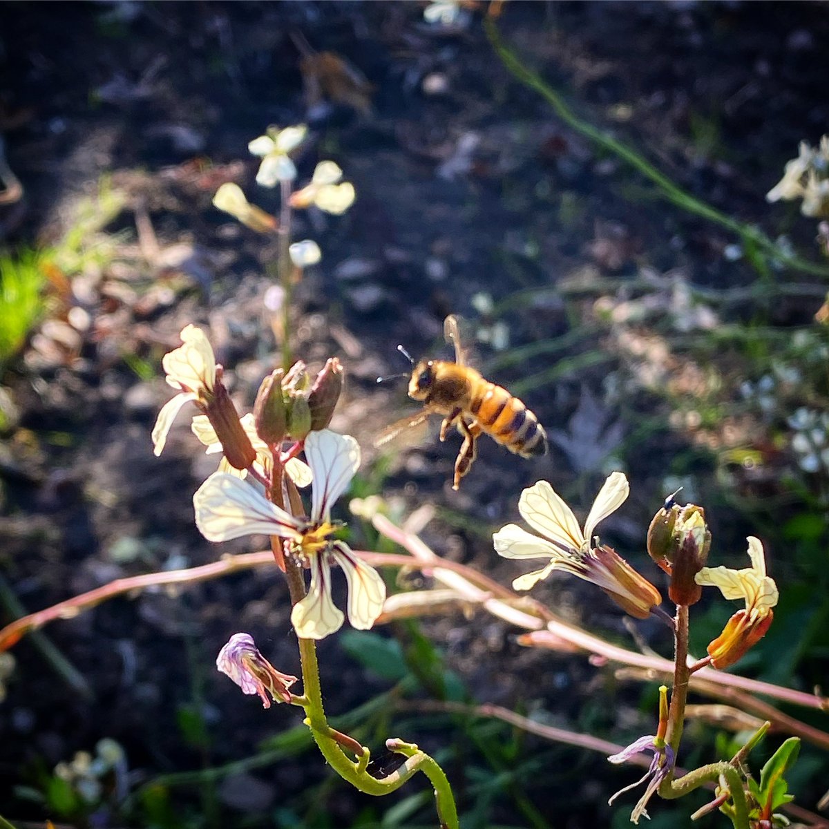 TashaHardy's tweet photo. Out for a flight this warm autumn day 💜🐝🥰 #arugula #honeybee #hardyfarm #beeobsessed #autumndays #amaturebeekeeper https://t.co/W7rhzfatm1