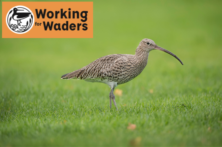 FASScot's tweet photo. The latest episode of our Thrill of The Hill podcast series has been published.  This time we're chatting with Patrick Laurie from @ForWaders.  Available online at https://t.co/zrQqEKHALo @nature_scot @RSPBScotland https://t.co/ZwtgUfdFJi