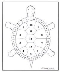 ven2024's tweet photo. Day#10 Did you know the lunar calendar can be explained by using a turtle? Months, weeks, days of the month. It is so interesting! 13 Moons on Turtles Back. #embedindigenousknowledgeeveryday https://t.co/Pdh0cn2V4R