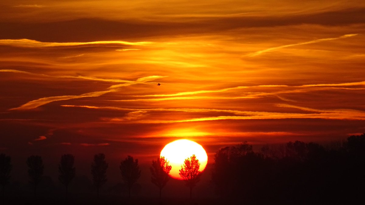 Pietsje Hannema Greidanus tweet media