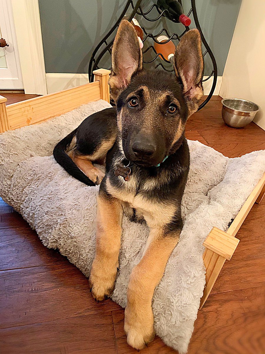 Cami Ryan, PhD tweet media