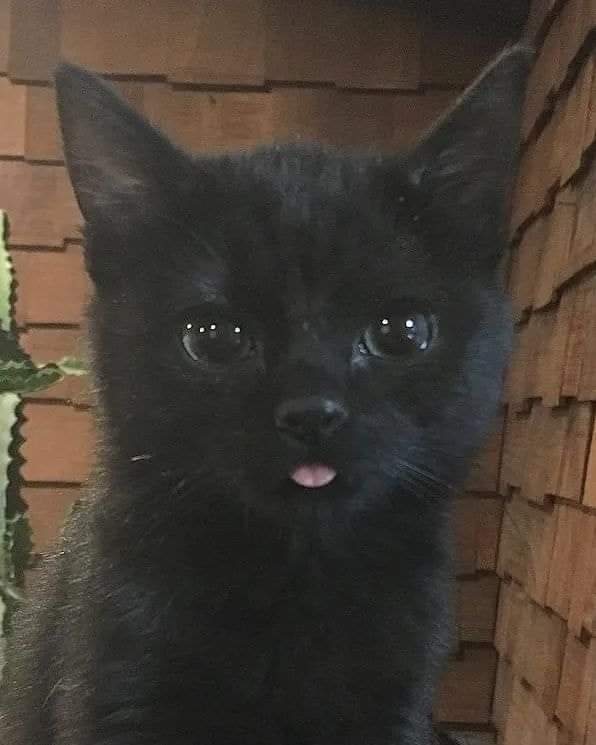 gatitos_qctd's tweet photo. https://t.co/mhItv34cXj