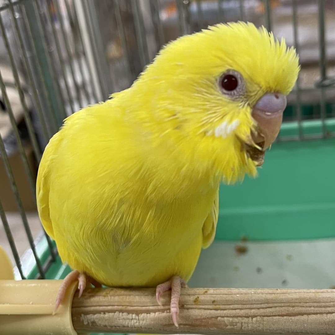 Twitter 上的 小鳥とハ虫類のペット屋さん セキセイインコちゃんは ブルー ブルースパングル ルチノー アルビノ パステルレインボーです 小鳥とハ虫類のペット屋さん 手乗りセキセイインコ T Co Rrmqaqhy2w Twitter