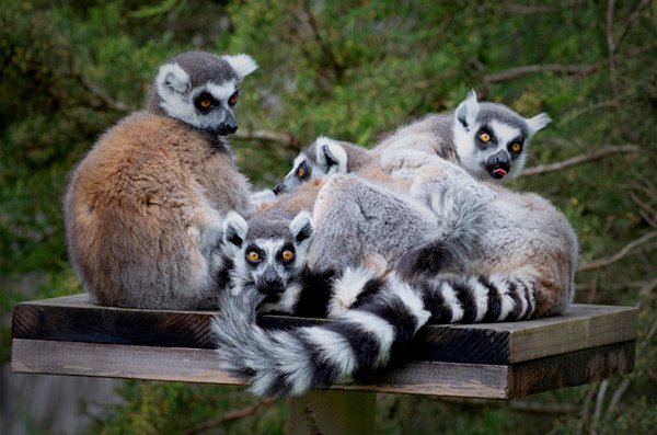 GroveInnSF's tweet image. October 29th is World Lemur Day! Did you know that San Francisco's zoo has seven different species of lemur?

sfzoo.org/ring-tailed-le…

Come stay with us in #SanFrancisco ➡️ groveinnsf.com

#lemur #nationallemurday #worldlemurday