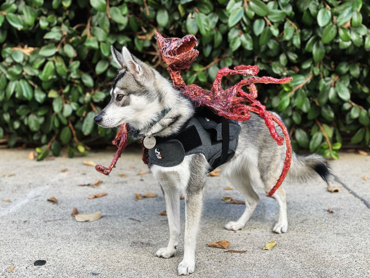 Whistler had a rough morning.