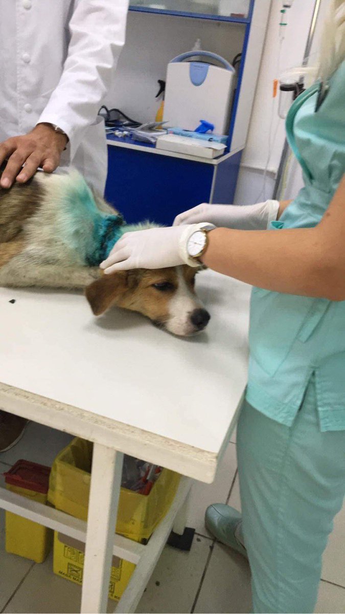 HopeForRonnie's tweet photo. @Kkh291 Max was rescued in Romania by @EvermoreDog (who also saved darling Ronnie, Willow, Lola, Lucy and Wilbur) His neck wounds are now healed and he’s currently in transit on the way to our house !! Likely to arrive tomorrow #maxthebrave #ronniewouldbeproud https://t.co/GzkCBfzBQx